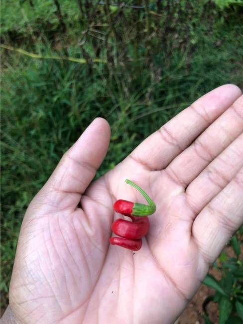 „Az egyik paprika spirál alakban nőtt a kertemben."