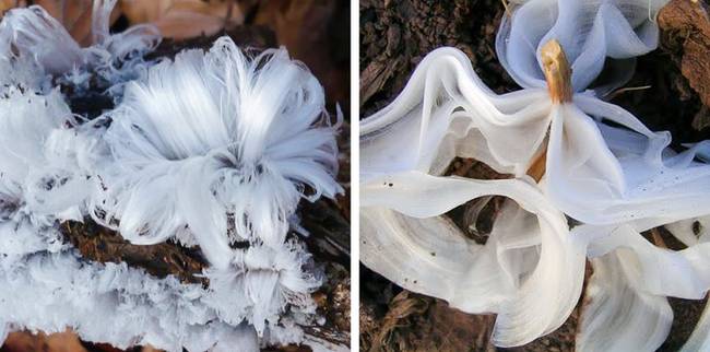 Ezt a jelenséget „cheveux de glace”-nek, vagyis „jégszőrnek” hívják. Fagypont alatti hőmérséklet esetén találkozhatunk ilyenekkel a letört ágakon. A fa nedvességtartalma és a mikroszkopikus gombák hozzák létre.