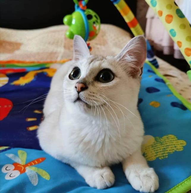 Burmilla