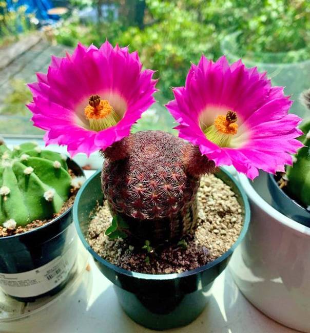 Arizonai szivárvány kaktusz (echinocereus rigidissimus), virágzás közben.