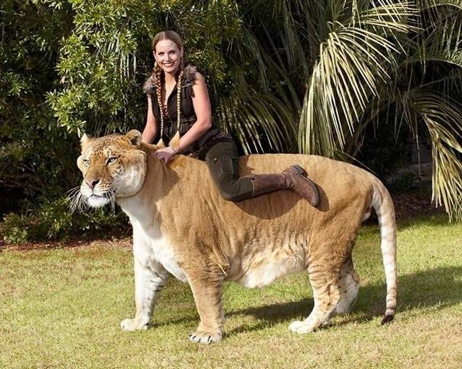 A ma élő legnagyobb macskafajta a liger. (oroszlán és tigris keveréke) Hossza a 4 métert is elérheti, súlya pedig a 300 kilogrammot is meghaladhatja. A képen látható Herkules névre hallgató liger egyébként 420 kilogrammot nyom.