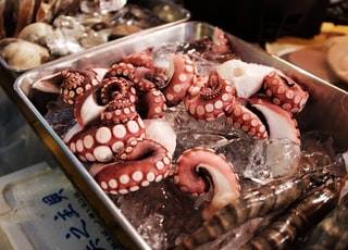 octopus