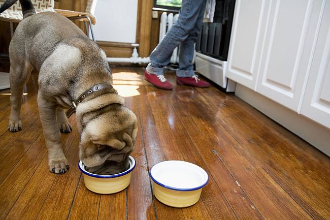 Biztonságos menüt összeállítani egy shar pei számára olyan, mint egy aknamezőn átkelni.