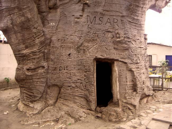 Bejárat a fába, teáskanna-baobab