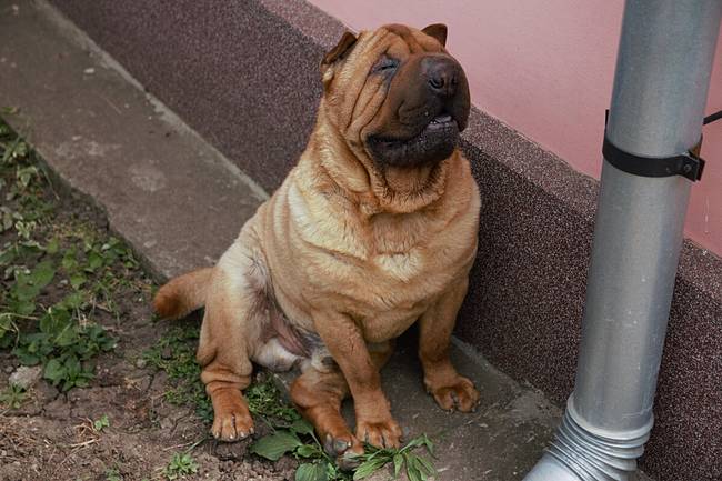 Miért nem mernek sokan shar peit vállalni, noha értékelik és tisztelik a fajtát?