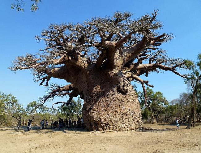 Nagy teáskanna-baobab