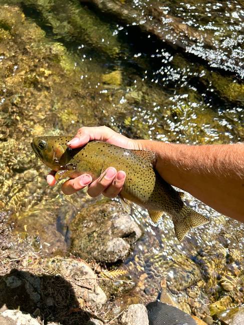 Kép: 

https://www.pexels.com/photo/man-hand-holding-fish-17757923/