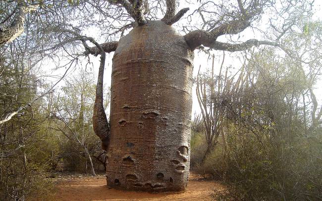 Madagaszkári teáskanna-baobab