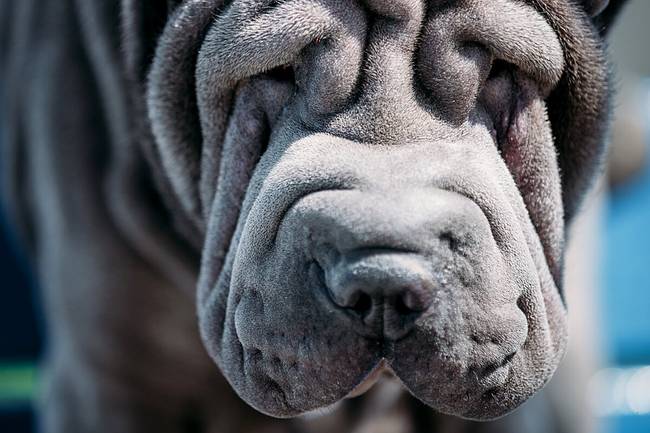 A shar peik bájos külsejének ára a szemhéjaik.