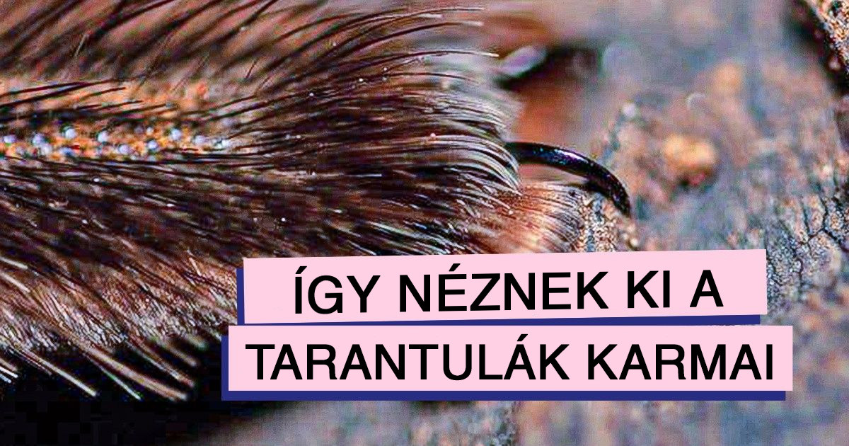 24 bizonyíték rá, hogy százszoros nagyításban minden teljesen másképp fest