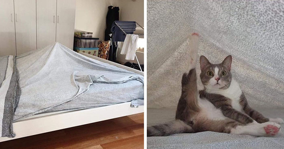 20 fotó, ami megmutatja, milyen őrült pillanatokra kell számítani egy macska mellett