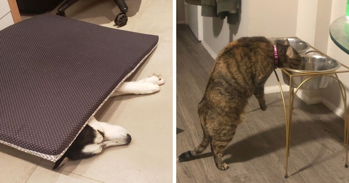 16 fotó, ami bizonyítja, hogy a háziállatoknak sajátos logikájuk van, és ezt elég nehéz megérteni