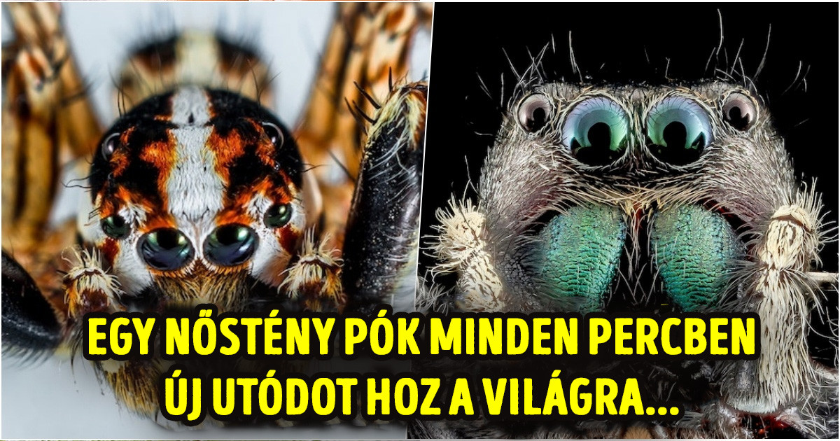 Az arachnofóbia nem alaptalan: tudósok bebizonyították, hogy a pókok az egész emberiséget meg tudnák enni, ha akarnák