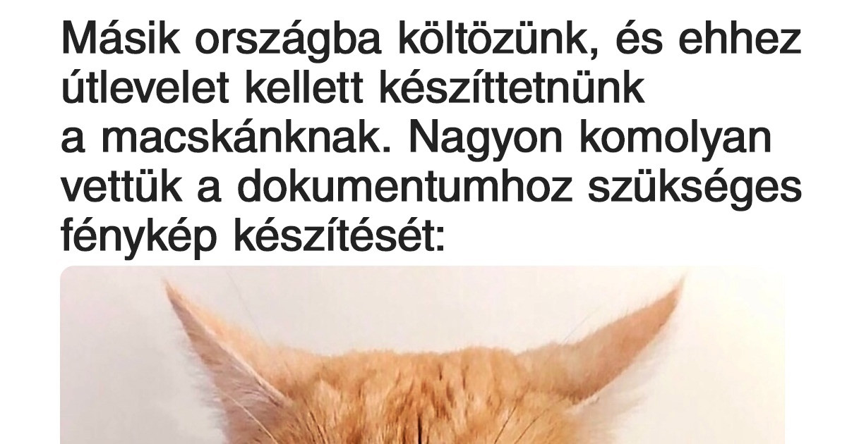 18 örömteli hír és fotó azok számára, akik belefáradtak a rossz hírek olvasásába