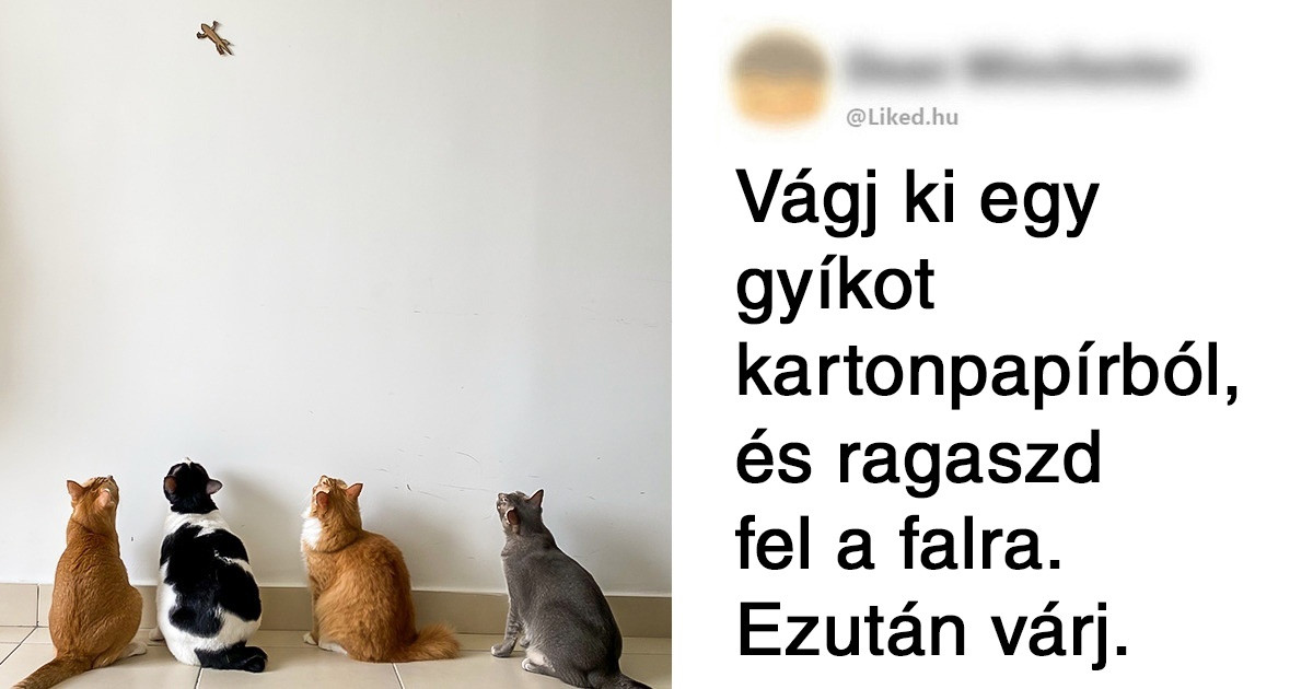 20 ember, aki egyszerű módszert talált a macskák szórakoztatására