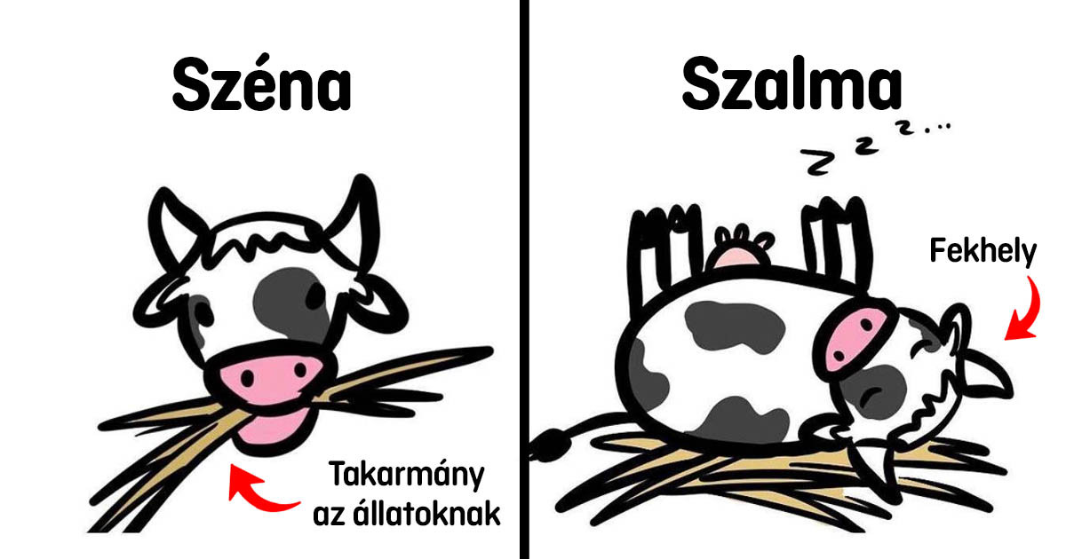 10+ illusztráció, ami segít, hogy többé ne keverjük össze a nevükben vagy megjelenésükben hasonló dolgokat