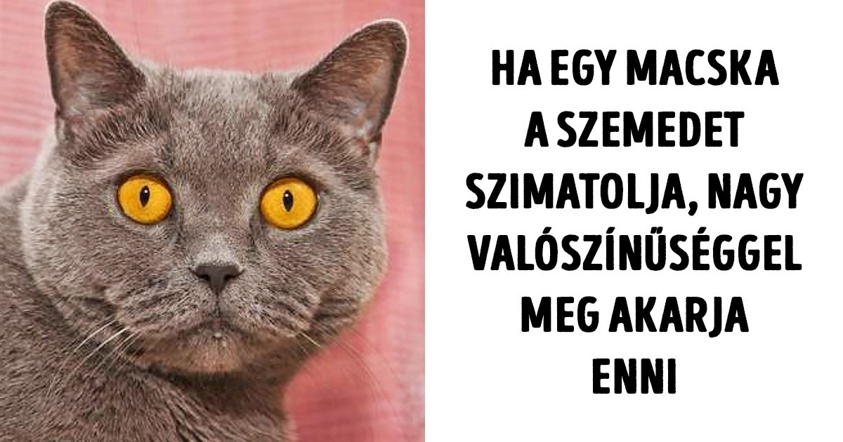 24 tény a háziállatokról, ami után más szemmel nézel majd a kis kedvencedre