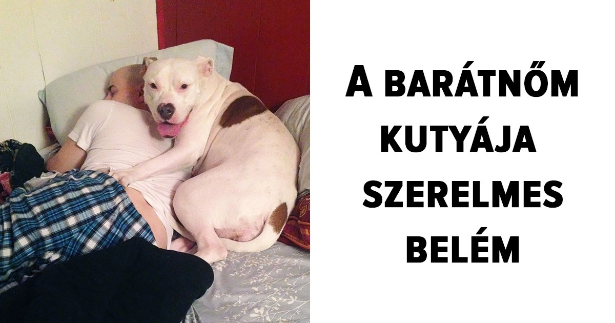 20 háziállat, akinek a gazdája iránti szeretete nem ismer határokat