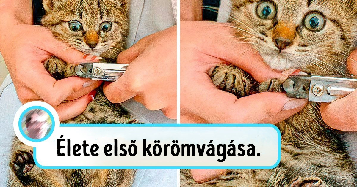 20 macska, akikben több az érzelem, mint egy romantikus dráma főszereplőiben