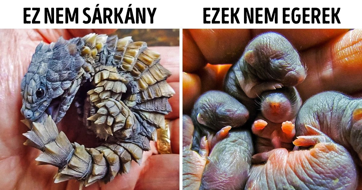 20 bébi-vadállat, amit valószínűleg egyikünk sem látott még élőben