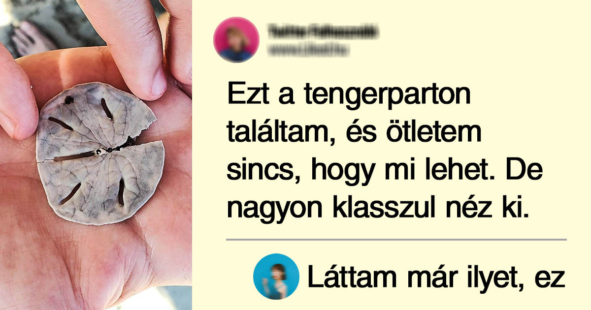 18 fotó olyan emberektől, akik lementek a tengerpartra és váratlan felfedezésekkel tértek vissza