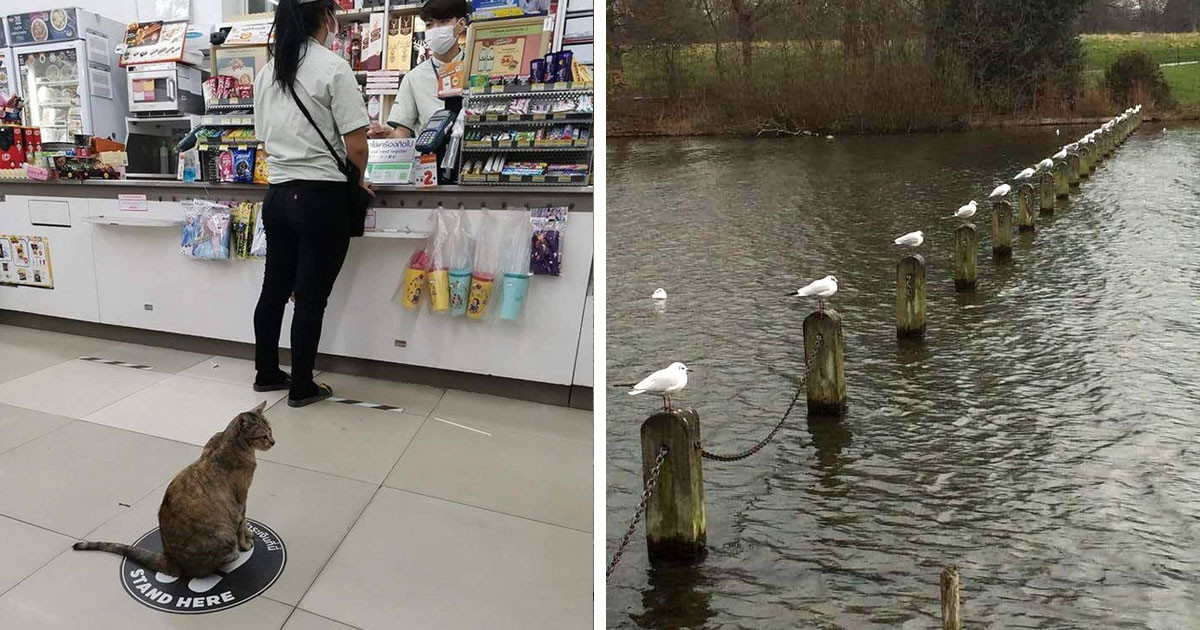 15 alkalom, amikor az állatok jobban betartották a társadalmi távolságtartást, mint az emberek