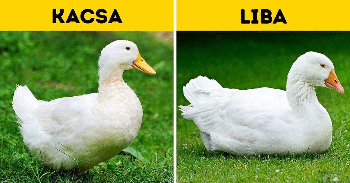 10+ állatpár, amik majdnem teljesen egyformák (és hogyan különböztesd meg őket)