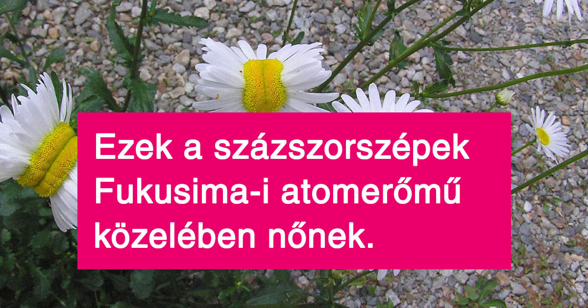 16 ember, akinek meg kellett dörzsölnie a szemét, hogy elhiggye, amit lát