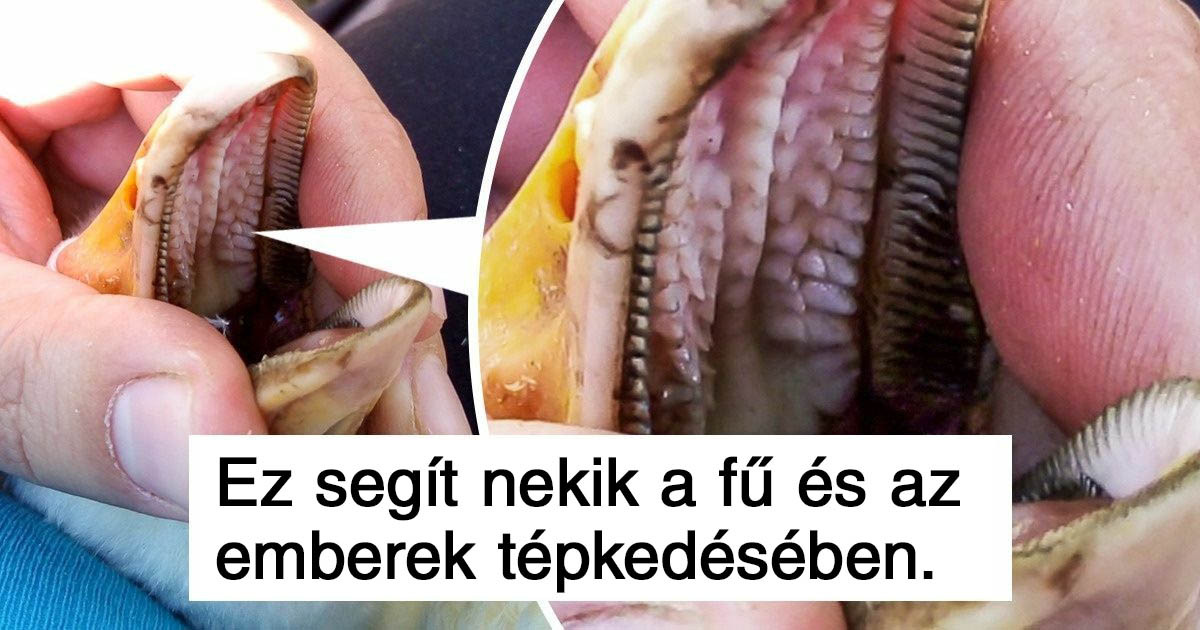 17 meglepő tény az állatokról, amit nem tanítottak meg nekünk az iskolában
