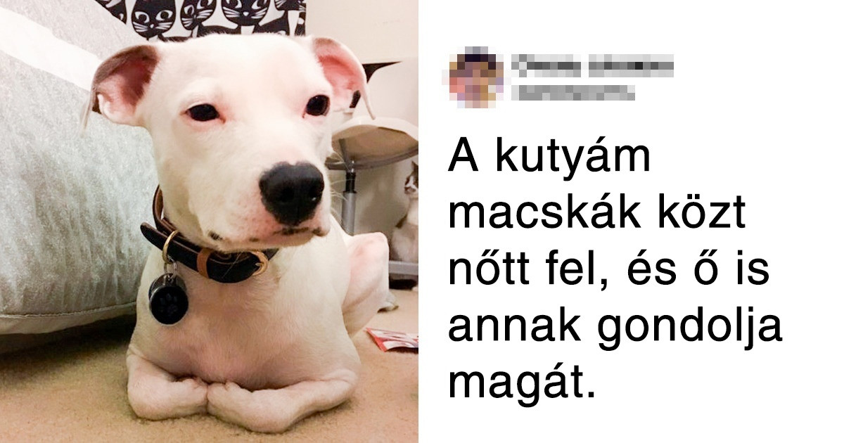19 háziállat, ami egyetlenegy céllal érkezett: hogy elrabolja a szíved