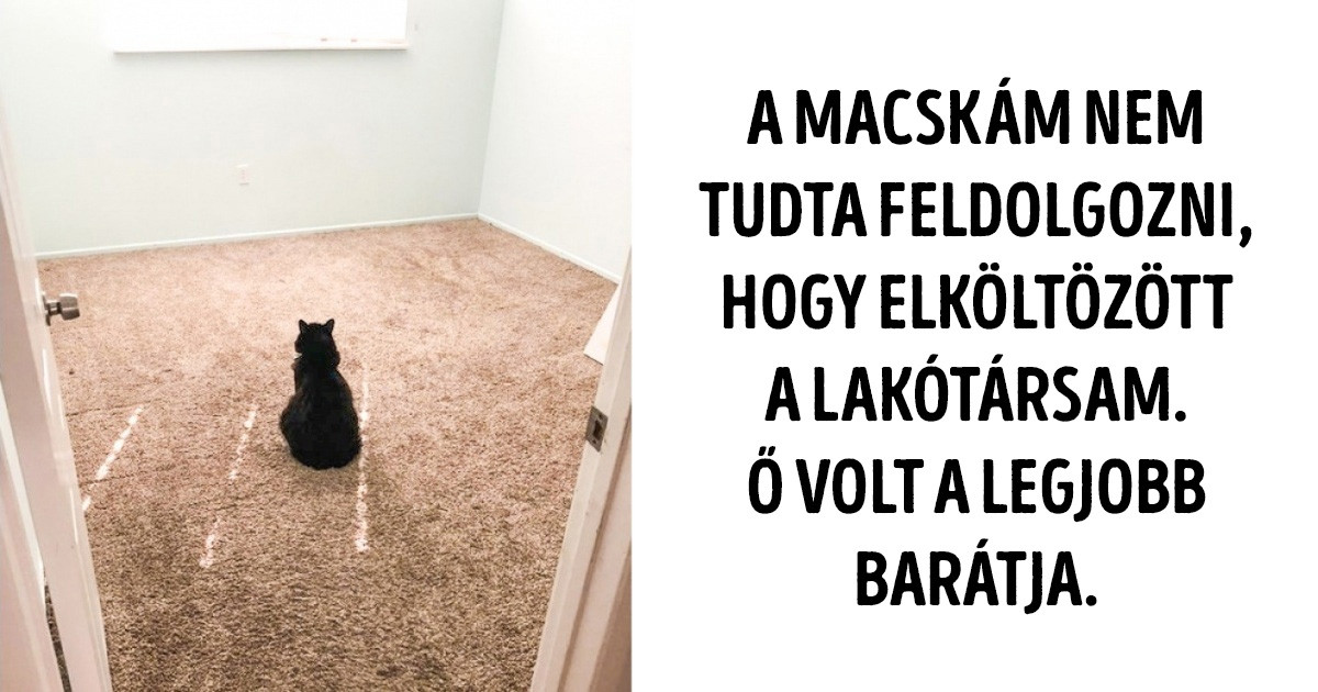 20 kép, ami bizonyítja, hogy az állatok hűsége és szeretete semmihez sem fogható