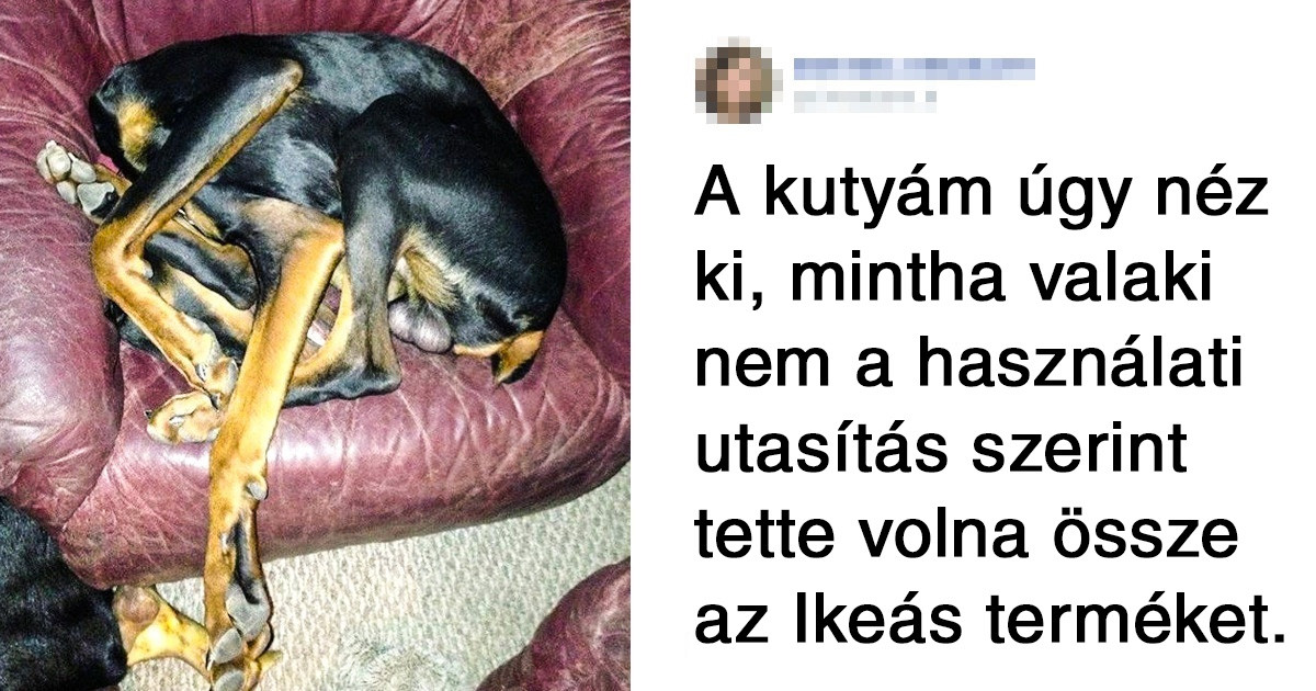 Az internetezők megpróbálták kitalálni, hogy mi a baj a háziállatukkal