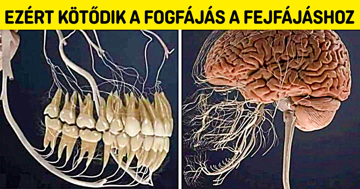 21 fotó, amivel többet tanulhatsz 5 perc alatt az emberi testről, mint bármelyik biológia tankönyvvel