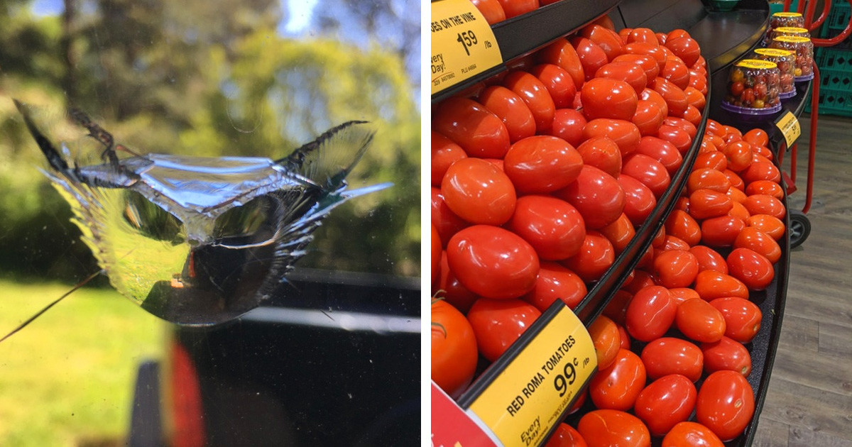 20+ tökéletes fotó, ami olyan jól esik, mint egy hideg görögdinnye az év legmelegebb napján