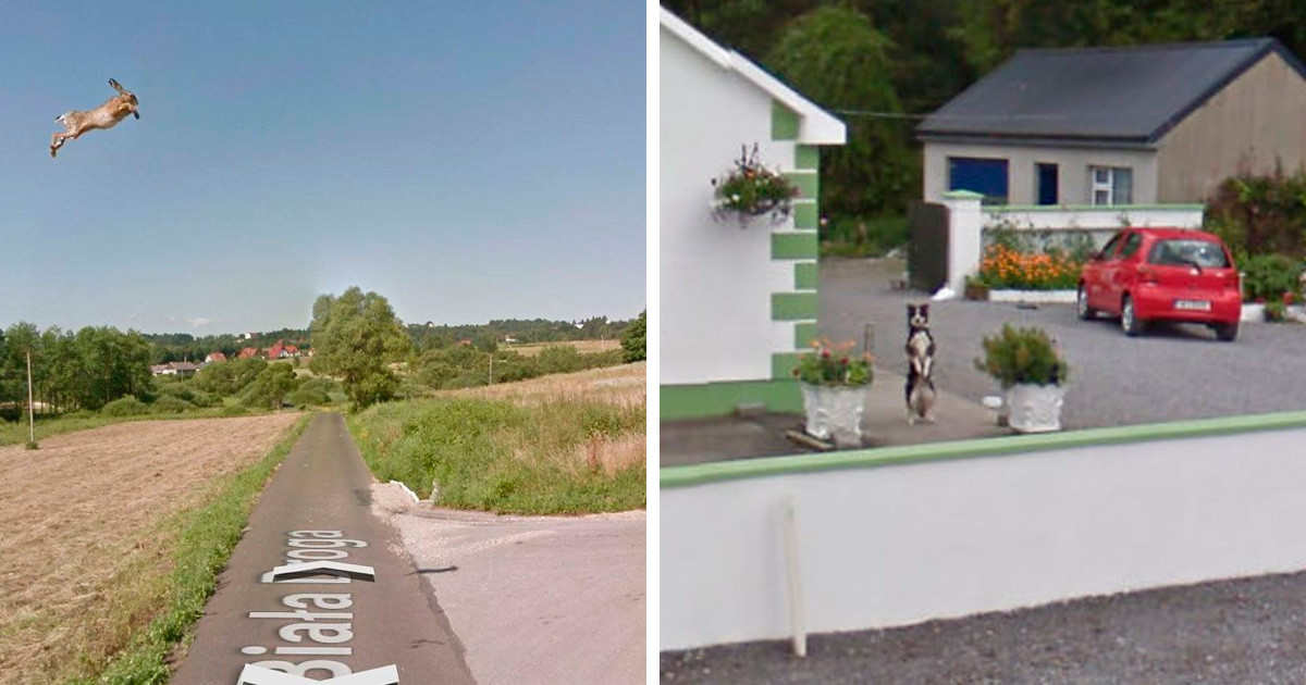 A 30 legjobb véletlenül készült állatos fotó, amit a Google Street View kamerái kaptak lencsevégre