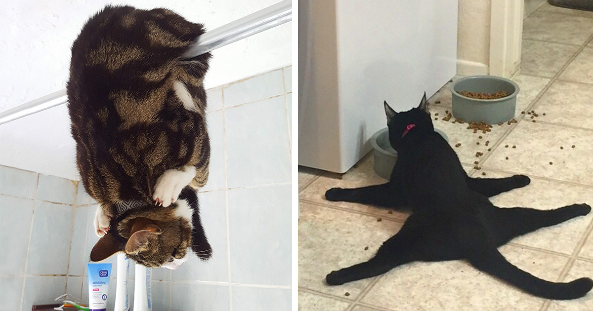 20 macska, aki még macskaviszonylatban is roppant furcsának mondható
