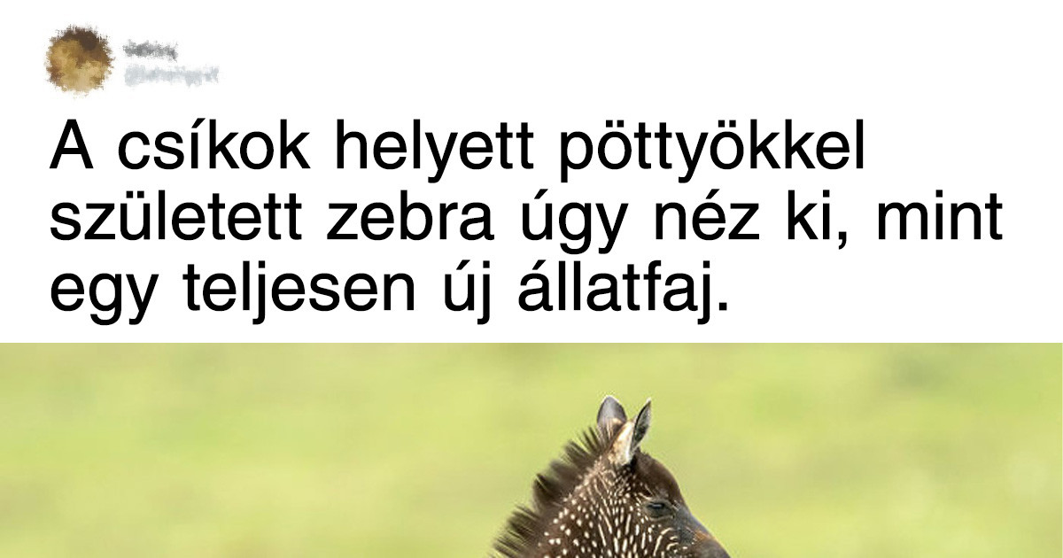 20 kisállat, amit a genetikai mutáció tett hihetetlenül különlegessé