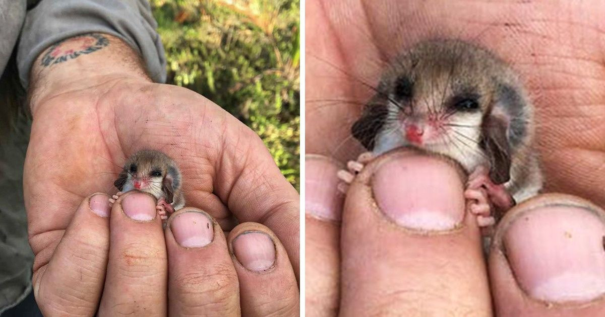 18 bébiállat, amik még a Hókirálynő szívét is megolvasztanák