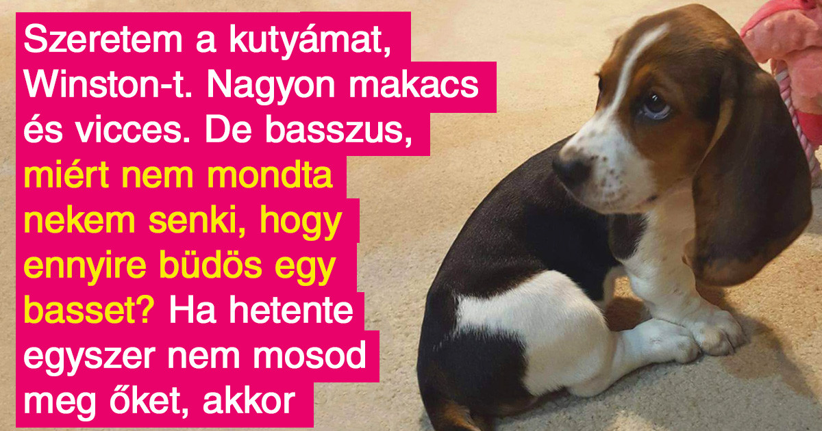 A népszerű kutyafajták 16 problémája, amiről a tenyésztők mélyen hallgatnak