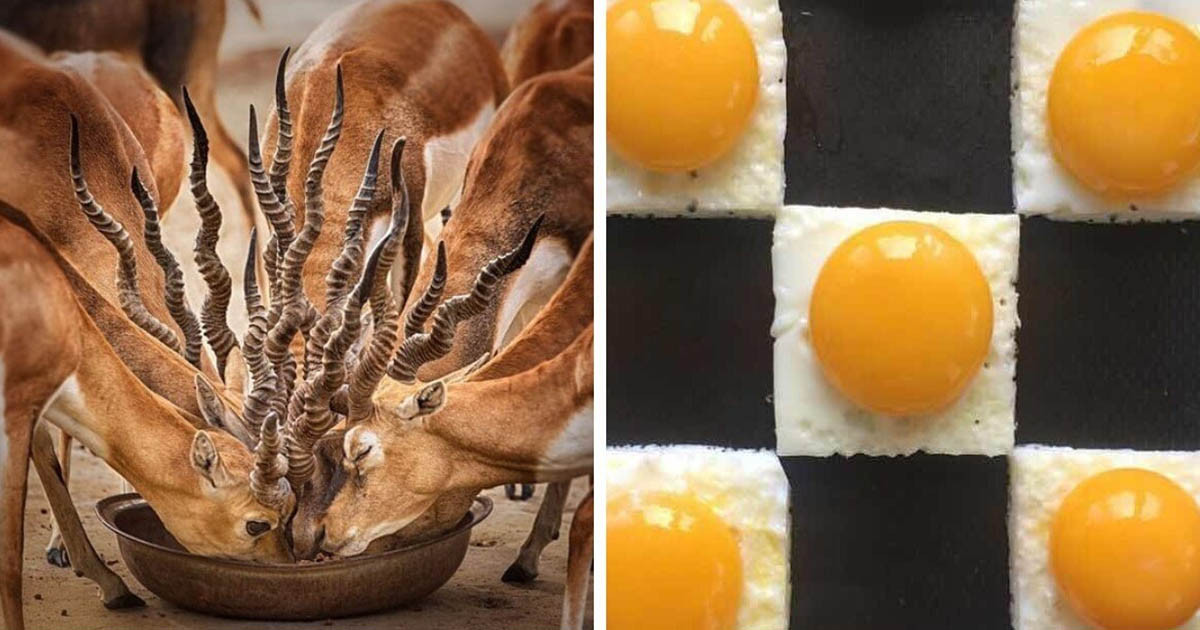 20 tökéletes fotó, ami minden perfekcionista szívét megolvasztja