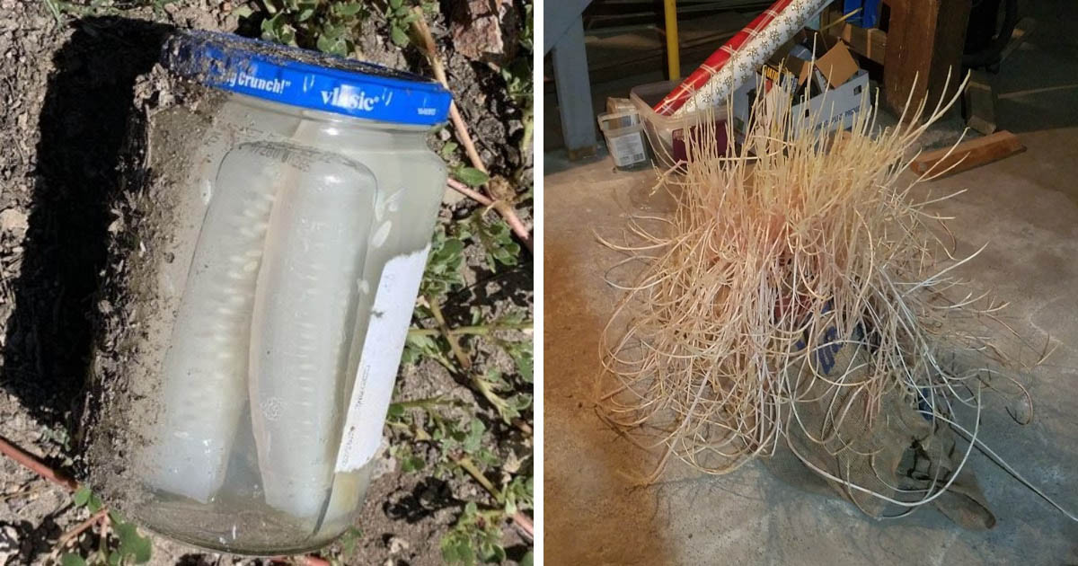 15 fotó, ami megmutatja, hogy milyen csoda történhet a dolgokkal, ha megfeledkezünk róluk