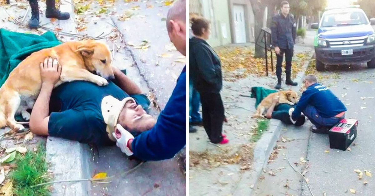 20 fotó, ami bizonyítja, hogy a kutyák törődése semmi máshoz sem fogható