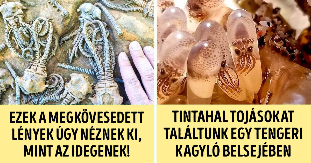 12 ember megmutatta nekünk a világ azon oldalát, ami általában jól el van rejtve a kíváncsi szemek elől