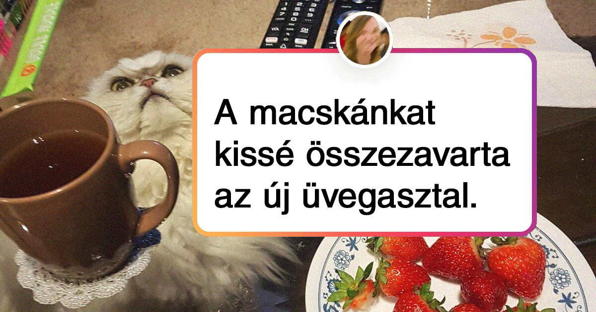 17 gyári hibás háziállat, akit azonnal szervízbe kellene küldeni javításra