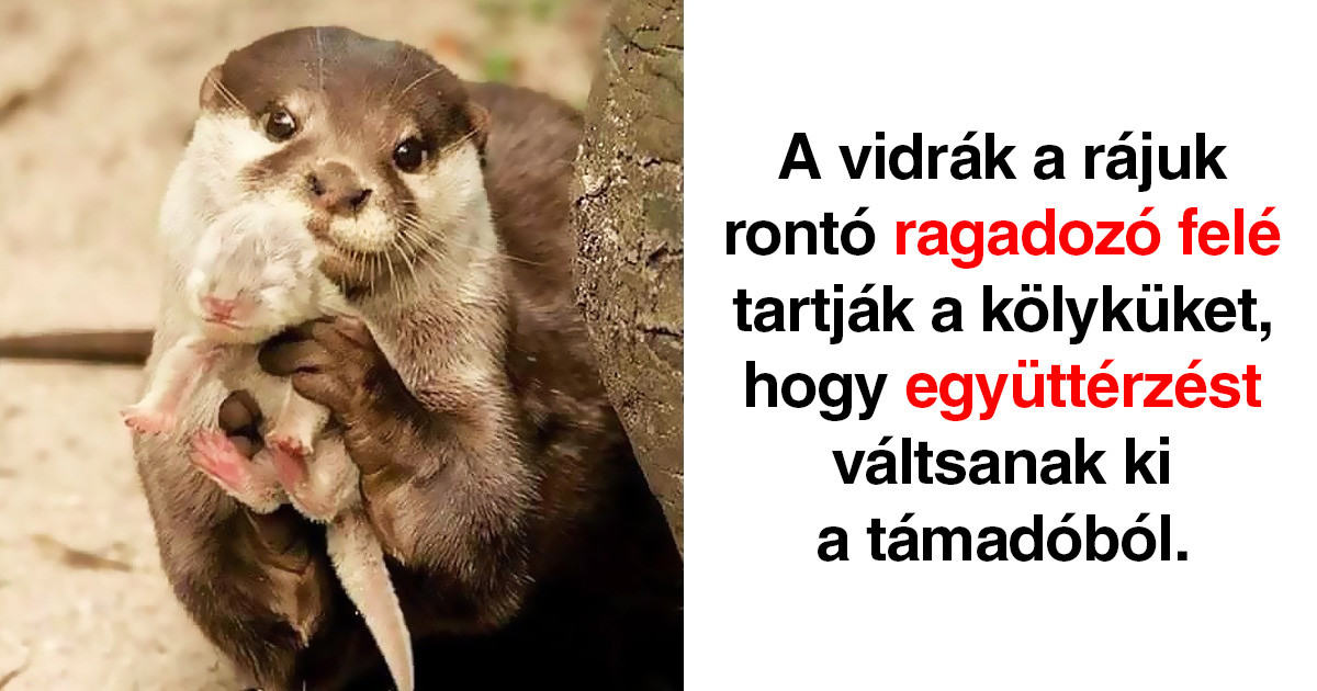 20 szívhez szóló tény az állatvilágról, amitől menten elolvadunk