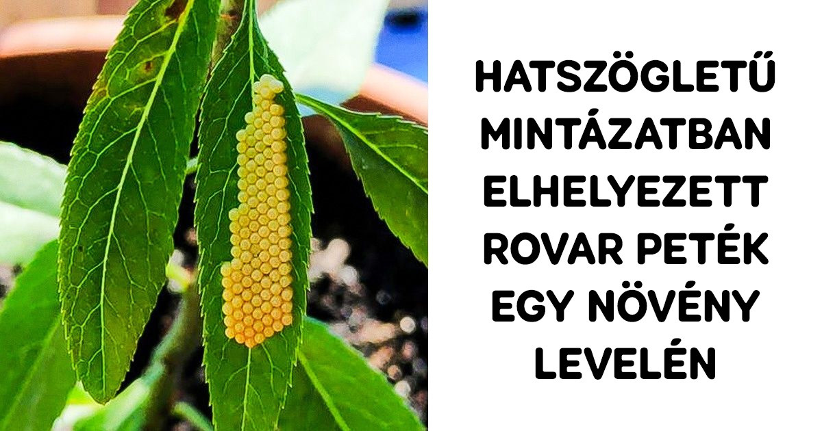 21 furcsa dolog, ami bizonyítja, hogy a mindennapi életünk sokszor tele van meglepetésekkel