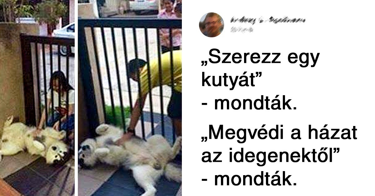 16 kutyus, akik egész évben megpróbáltak jó kutyák lenni, de nem mindig sikerült