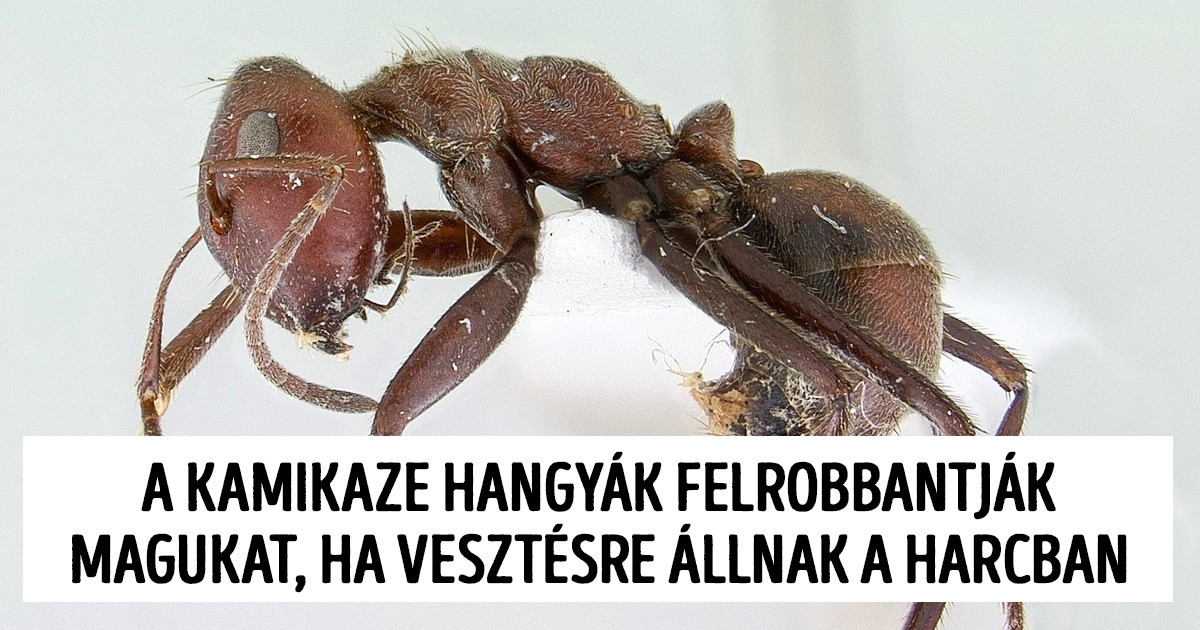 14 észbontó tény, amiről a biológia tanáraink mélyen hallgattak