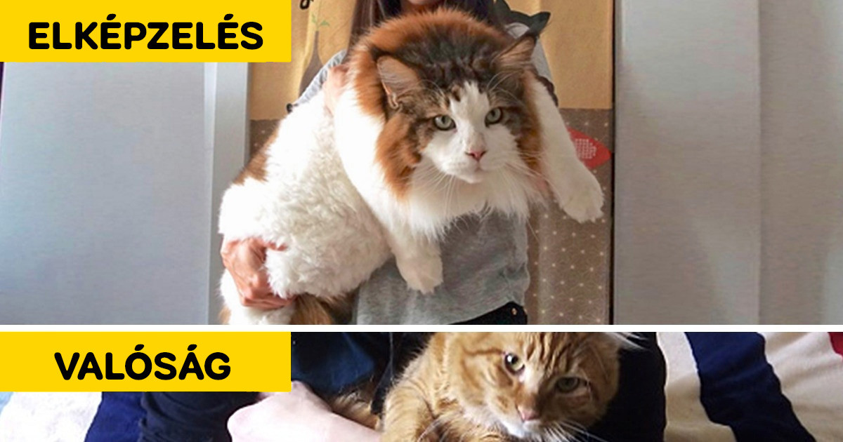 9 titok a Maine Coon macskákról, amiről a tenyésztők mélyen hallgatnak