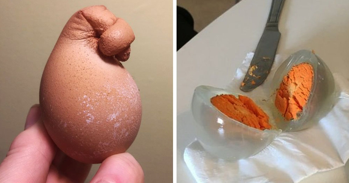 20 tojás, ami valószínűleg még az azokat tojó tyúkokat is meglepte